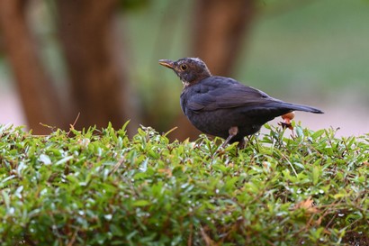 Merle noir-Turdus merula-Common Blackbird (143).JPG