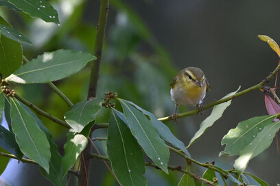 Pouillot siffleur-Phylloscopus sibilatrix - Wood Warbler (14).jpg
