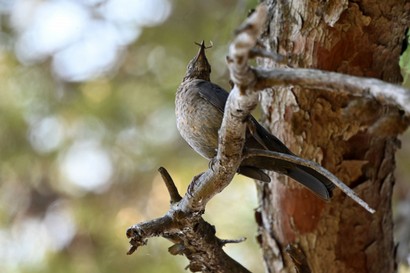 Merle noir-Turdus merula-Common Blackbird (20).JPG