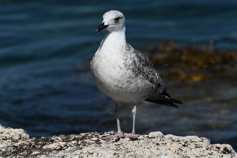 Goéland argenté-Larus argentatus-European Herring Gull (38).jpg