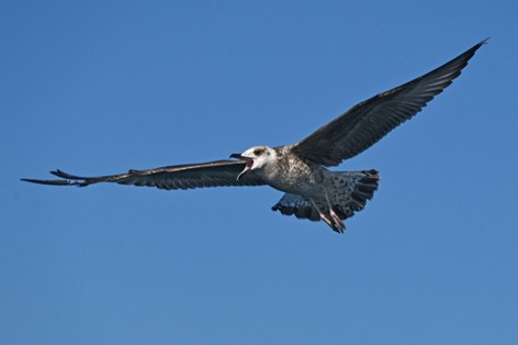 Goéland leucophée-Larus michahellis-Yellow-legged Gull (18).JPG