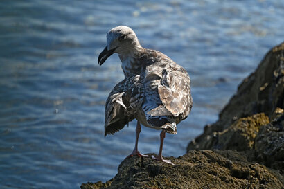 Goéland argenté-Larus argentatus-European Herring Gull (119).jpg