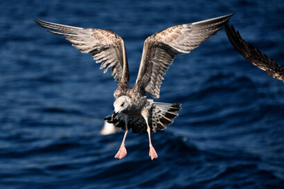 Goéland argenté-Larus argentatus-European Herring Gull (6) copie.jpg