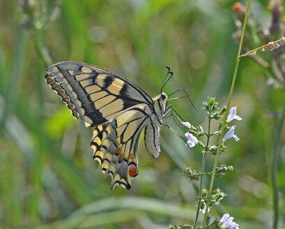 Machaon-Papilio machaon  (2).jpg