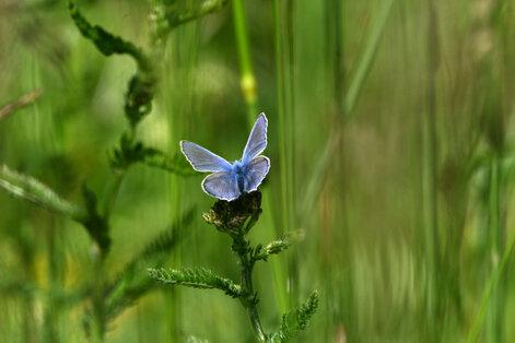 Argus bleu-Polyommatus icarus  (3).jpg