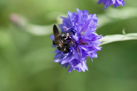 Petit xylocope bleu-Xylocopa iris (2).jpg