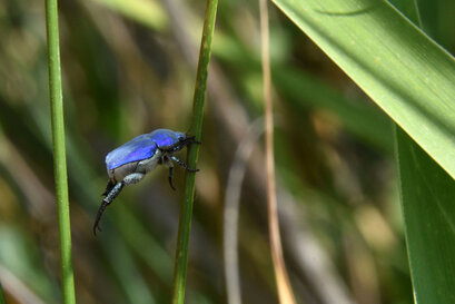 Hoplie bleue-Hoplia coerulea-Hoplia caerulea (12).jpg