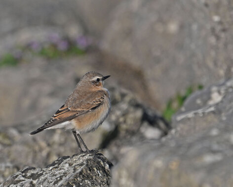 Traquet motteux-Oenanthe oenanthe-Northern Wheatear