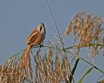 Panure à moustaches-Panurus biarmicus-Bearded Reedling