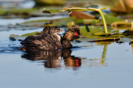 Grèbe à cou noir-Podiceps nigricollis-Black-necked Grebe