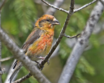 Bec-croisé des sapins-Loxia curvirostra-Red Crossbill