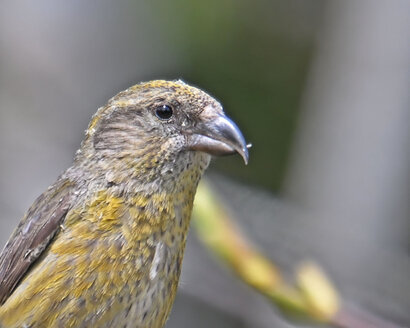 Bec-croisé des sapins-Loxia curvirostra-Red Crossbill