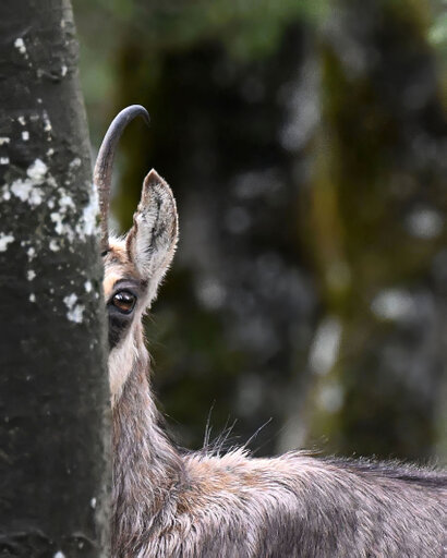 Chamois-Rupicapra rupicapra