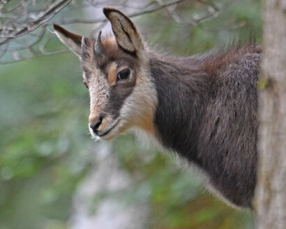 Chamois-Rupicapra rupicapra