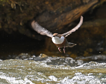 Cincle plongeur- inclus cinclus-White-throated Dipper