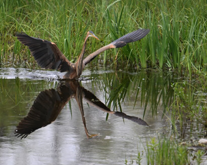 Héron pourpré-Ardea purpurea-Purple Heron