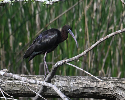 Ibis falcinelle-Plegadis falcinellus-Glossy Ibis