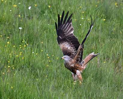 Milan royal-Milvus milvus-Red Kite