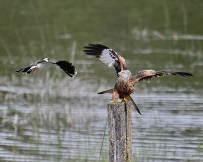 Milan royal-Milvus milvus-Red Kite