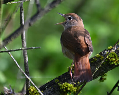 Rossignol philomèle-Luscinia megarhynchos-Common Nightingale