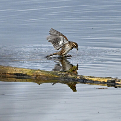 Bruant des roseaux-Emberiza schoeniclus-Common Reed Bunting