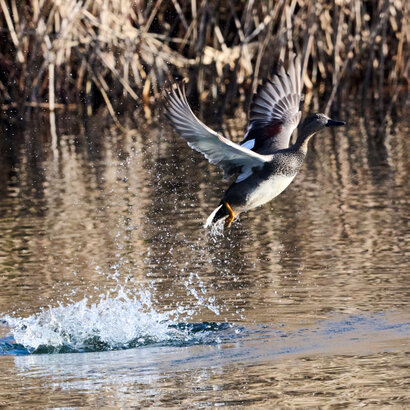 Canard chipeau-Mareca strepera-Gadwall