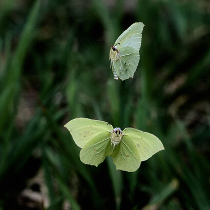 Citron-Gonepteryx rhamni