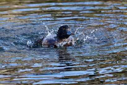 Fuligule morillon-Aythya fuligula-Tufted Duck