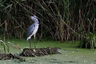 Héron cendré-Ardea cinere-Grey Heron