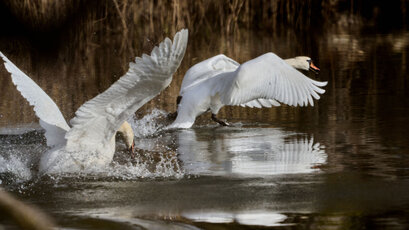 Cygne tuberculé-Cygnus olor-Mute Swan