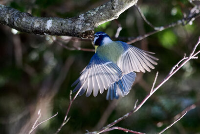 Mésange bleue-Cyanistes caeruleus-Eurasian Blue Tit