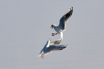 Mouette rieuse-Chroicocephalus ridibundus-Black-headed Gull