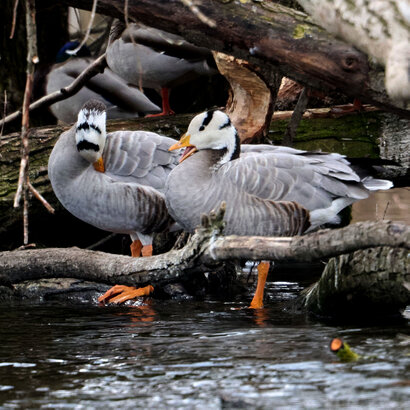 Oie à tête barrée-Anser indicus-Bar-headed Goose