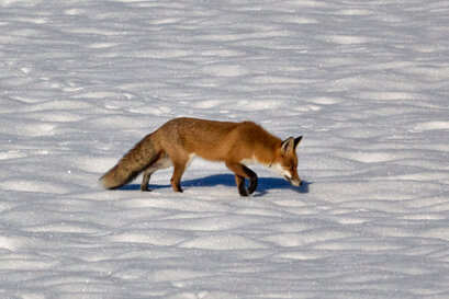 Renard roux-Vulpes vulpes-Renard commun-Renard rouge