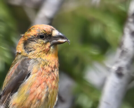 Bec-croisé des sapins-Loxia curvirostra-Red Crossbill