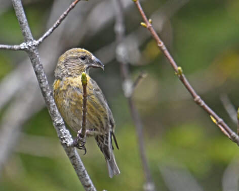 Bec-croisé des sapins-Loxia curvirostra-Red Crossbill