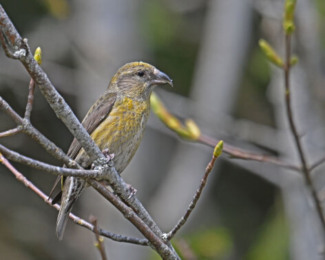 Bec-croisé des sapins-Loxia curvirostra-Red Crossbill