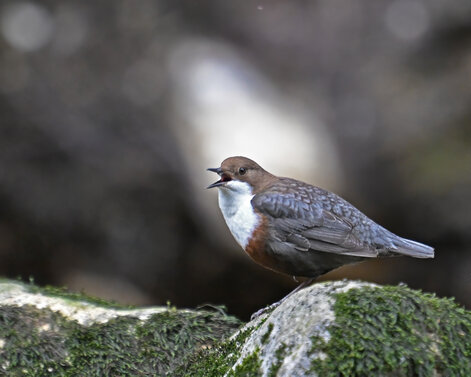 Cincle plongeur- inclus cinclus-White-throated Dipper