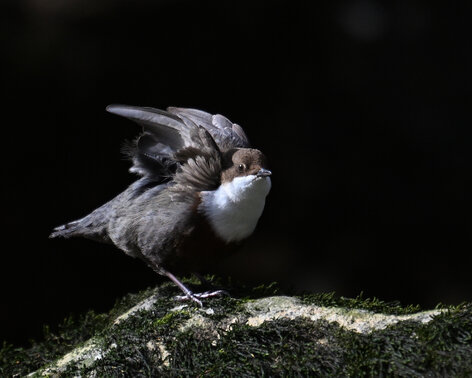 Cincle plongeur- inclus cinclus-White-throated Dipper