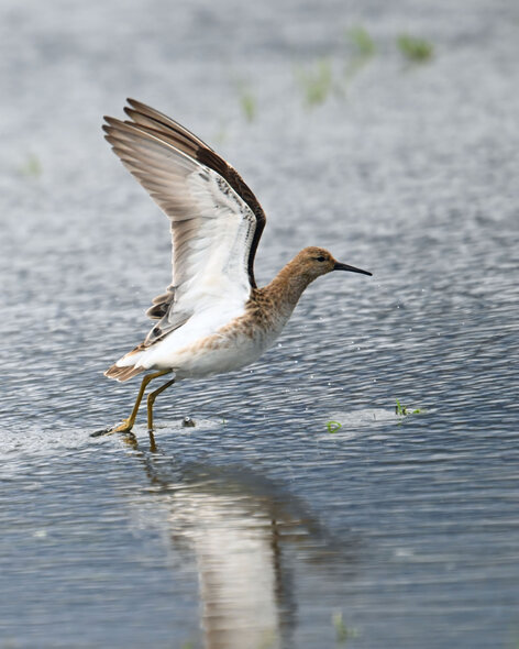 Combattant varié-Calidris pugnax-Ruff