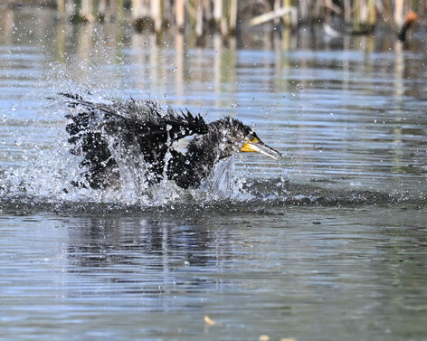 Cormoran pygmée-Microcarbo pygmaeus-Pygmy Cormorant