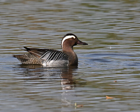 Fuligule milouin-Aythya ferina-Common Pochard