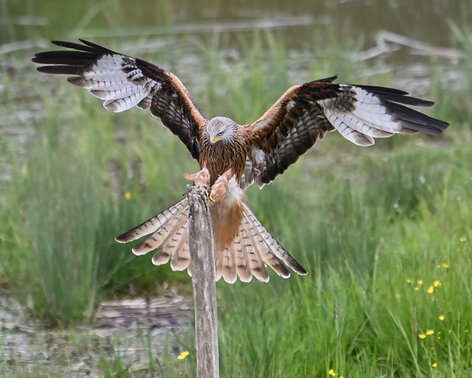 Milan royal-Milvus milvus-Red Kite