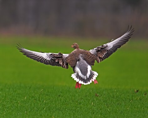 Oie cendrée-Anser anser-Greylag Goose