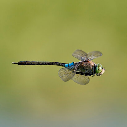 Anax napolitain-Anax parthenope