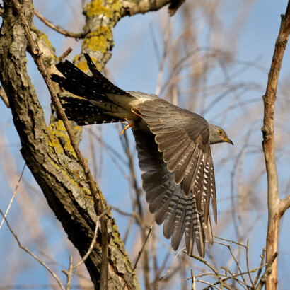 Coucou gris-Cuculus canorus-Common Cuckoo