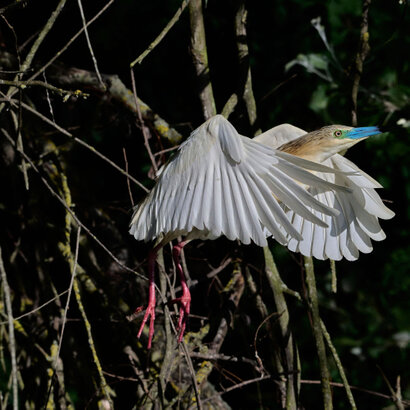 Crabier chevelu-Ardeola ralloides-Squacco Heron