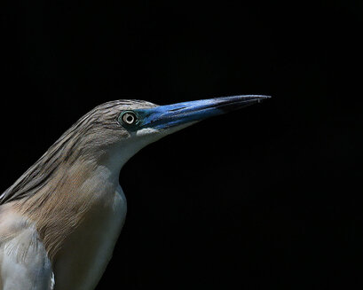 Crabier chevelu-Ardeola ralloides-Squacco Heron