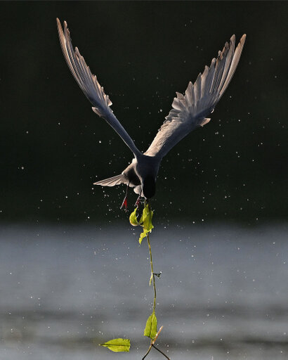 Guifette moustac-Chlidonias hybrida-Whiskered Tern