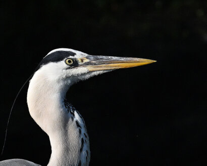 Héron cendré-Ardea cinerea-Grey Heron